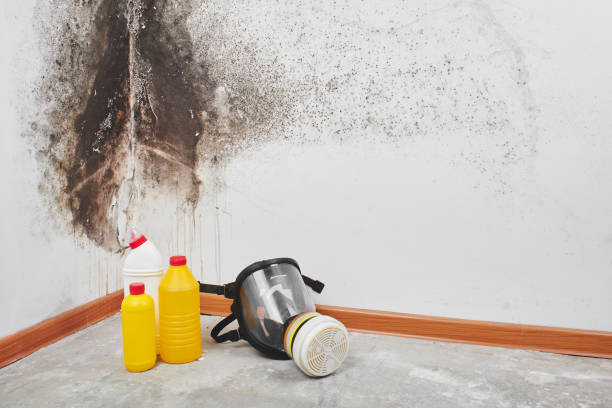 Best Mold Removal and Inspection  in Indian Hills, TX