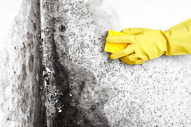 Best Affordable Mold Removal  in Indian Hills, TX
