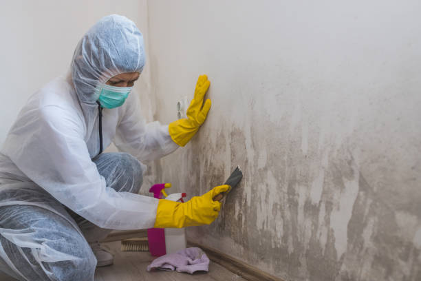 Best Fast Mold Removal  in Indian Hills, TX