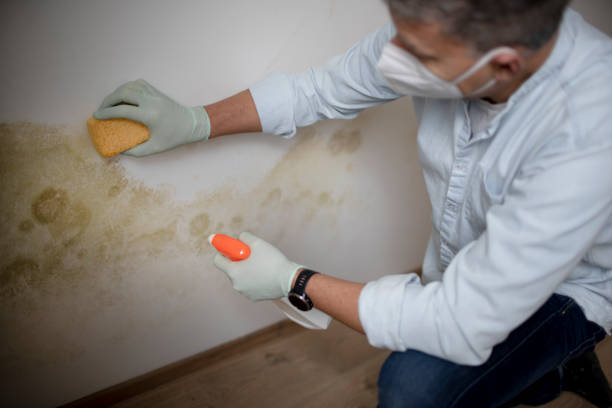 Best Affordable Mold Removal  in Indian Hills, TX