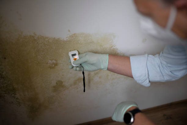 Best Mold Remediation  in Indian Hills, TX
