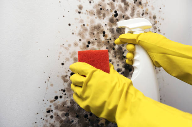 Best Local Mold Removal Service  in Indian Hills, TX